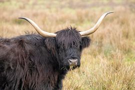 portrait d'un écossais Highlander