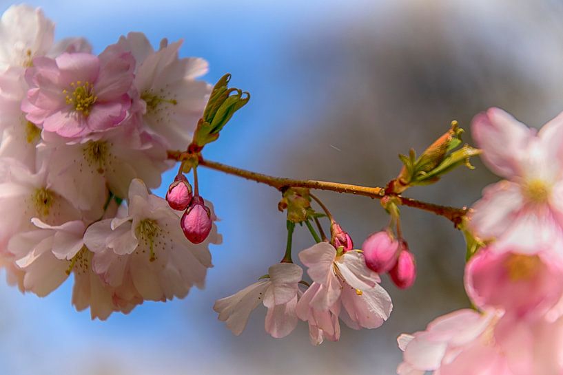 Lente van Ineke Verbeeck