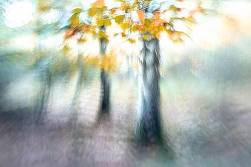 Le bouleau dans la forêt