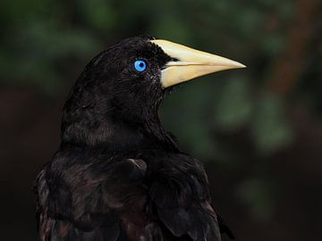 Schopf-Fororopendola : Tierpark Blijdorp von Loek Lobel