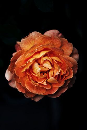 Orange pivoine