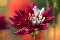 Dahlia 2