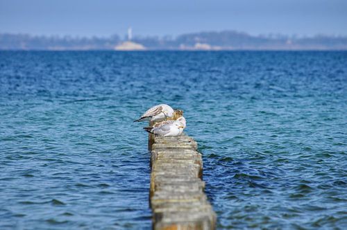 Zeemeeuwen op Buhen, Glowe op Rügen