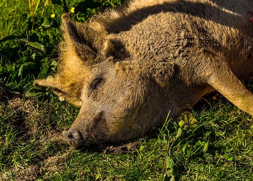 Varkens op de Warmonderhof