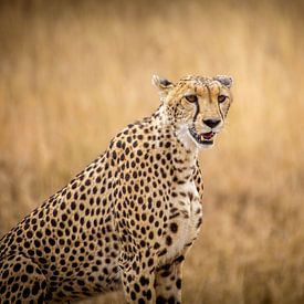 Jaguar van Julian Buijzen