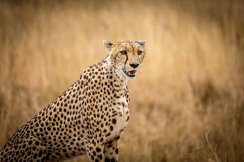 Jaguar by Julian Buijzen