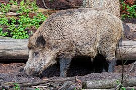 Das Wildschwein. 1 des Ferkels 5 der Niederlande von Merijn Loch