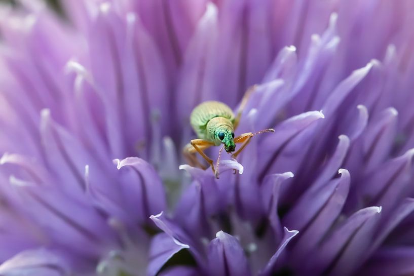 Rüsselkäfer in violett von Annika Westgeest Photography
