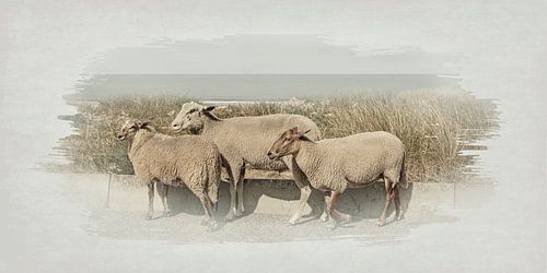 Une journée en mer Katwijk