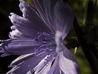 Light on purple