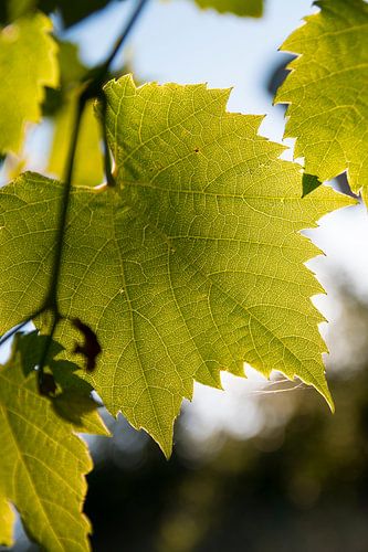 Druivenbladeren in zonlicht