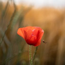 Beautiful red poppy gets a visit from an insect by Elles van der Veen