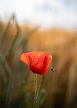 Beautiful red poppy gets a visit from an insect by Elles van der Veen