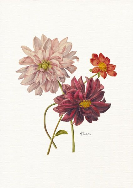 Dahlia par Walljar