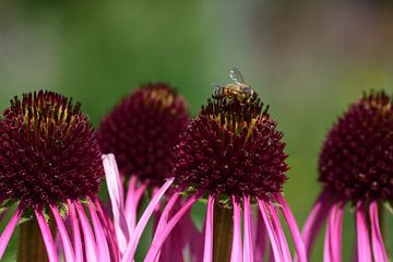 Een bij is op zoek naar stuifmeel op een bloem