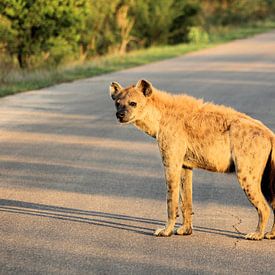 Spotted Hyena in the Afternoon Sun by Melanie & Wiebe Hofstra