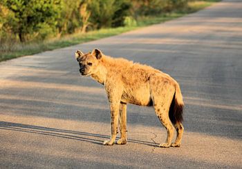 Gevlekte Hyena in de Middagzon
