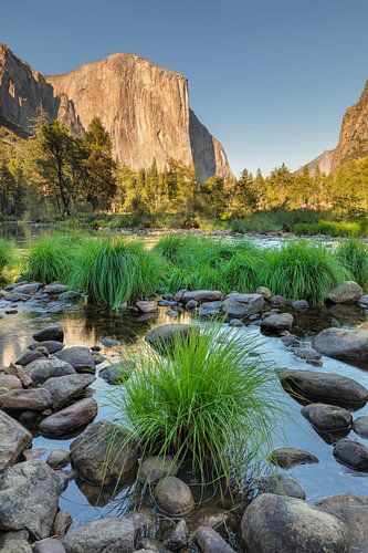 El Capitan reflected in the Merced River, Yosemite National Park, California, USA