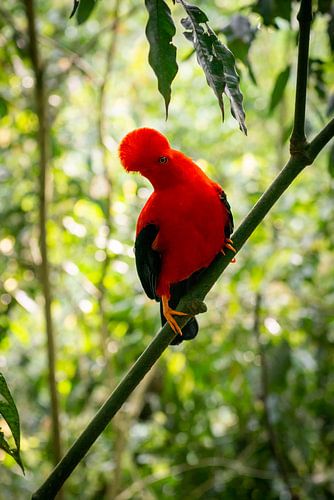 Gallito de Roca -The Red Rock Rooster by Ellis Peeters