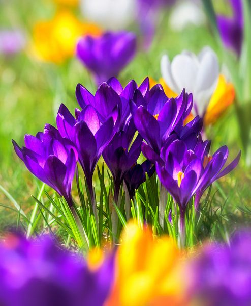 Frühlingswiese mit lila Krokussen von ManfredFotos
