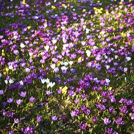 Crocuses, Haarzuilens by André Bouterse