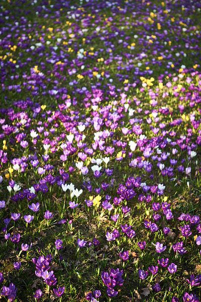 Crocuses, Haarzuilens by André Bouterse