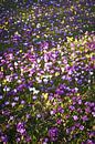 Crocuses, Haarzuilens by André Bouterse thumbnail