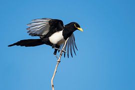 Yellow-billed Magpie (Pica nutalli) by AGAMI Photo Agency
