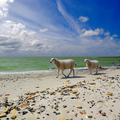 Schapen aan het IJsselmeer van Sabrina de Vries