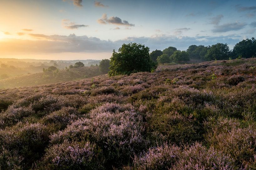 Heath Season by Max ter Burg Fotografie