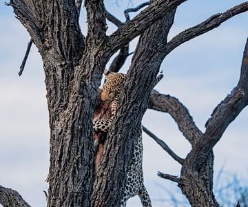 Luipaard in het wild in Namibië, Afrika van Patrick Groß