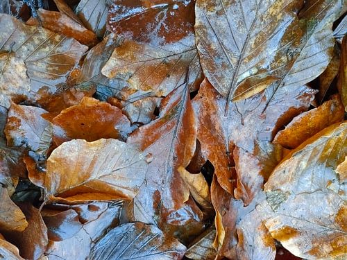 Herbstlaub in den Wäldern der Veluwe