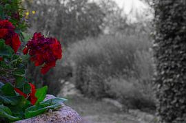 hübsche Blume, kontrastreich