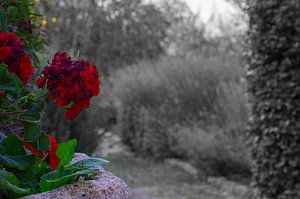 hübsche Blume, kontrastreich