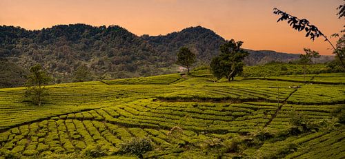 Rizières à Yogjakarta, Java