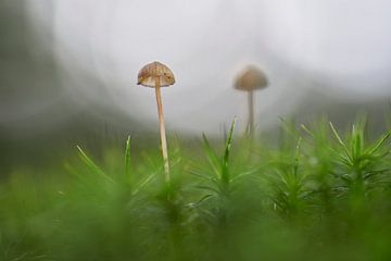 Kleine paddenstoel in mos