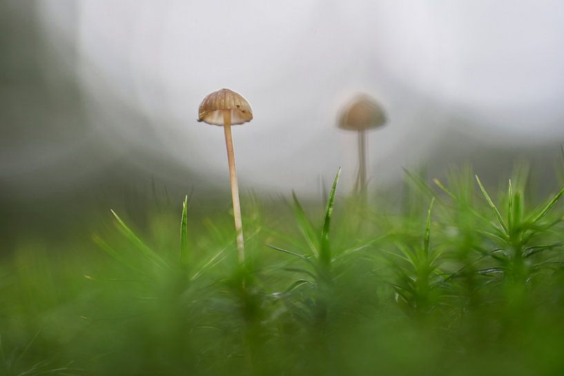 Petit champignon dans la mousse par Cor de Hamer