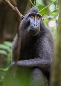 Ein Schopfmakak in den Wäldern von Tangkoko, Nordsulawesi