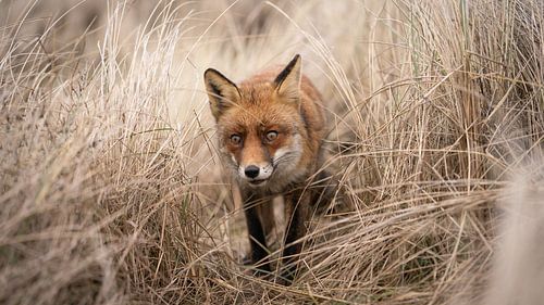 Ein Spaziergang durch das Gras.