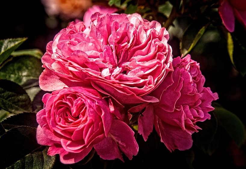 Rose Leonardo da Vinci by Cornelius Fontaine