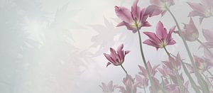 lila Tulpen auf transparentem Hintergrund mit Ahornblättern