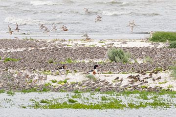 Oiseaux de rivage sur Anja Brouwer Fotografie