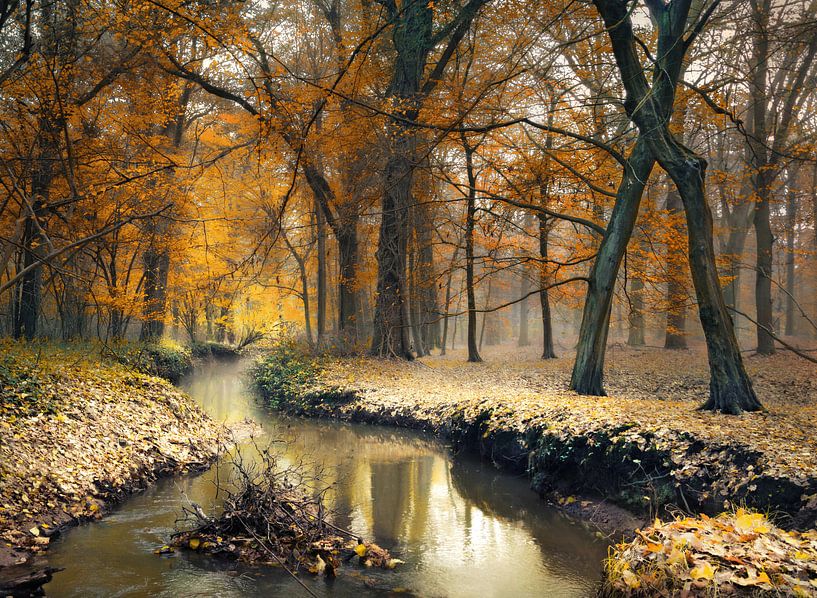 Stream through autumn par Rob Visser