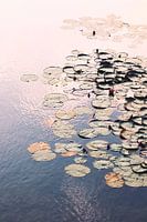 Nénuphars dans un étang par une belle journée d'été dans la lumière de l'après-midi