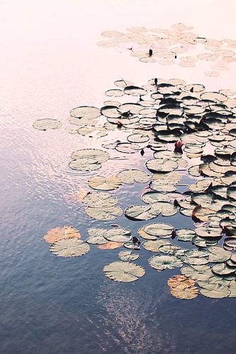 Nénuphars dans un étang par une belle journée d'été dans la lumière de l'après-midi sur stewic_