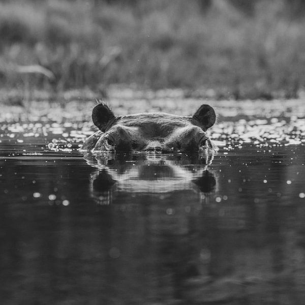 Hippo in black and white by Jack Soffers