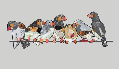 Sept pinsons zébrés