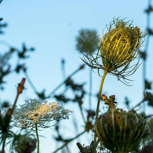Berm met wilde bloemen