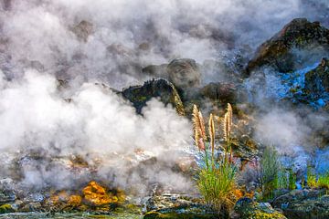 Wild, living earth in New Zealand