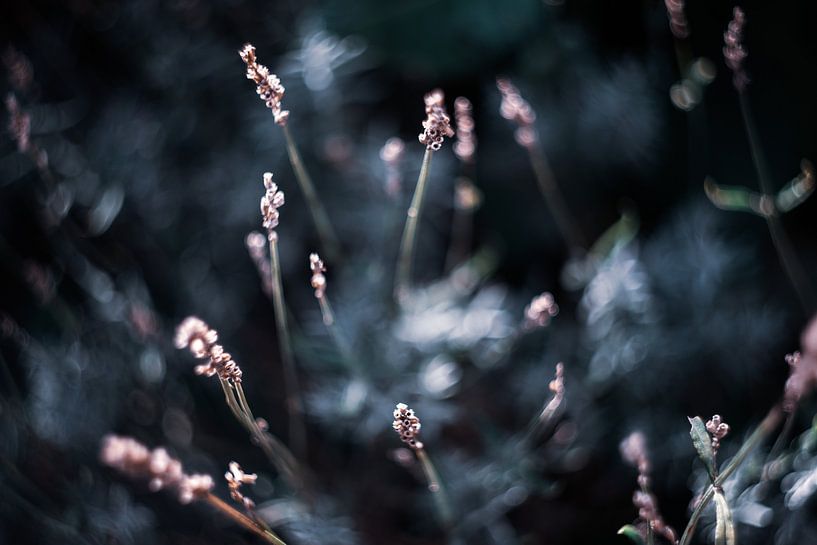 Pink lavender by Studio Patruschka